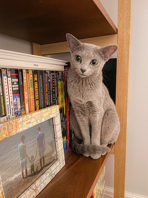 A photo of a cat on a bookshelf, cats on a char, and a sleeping cat on my map.
