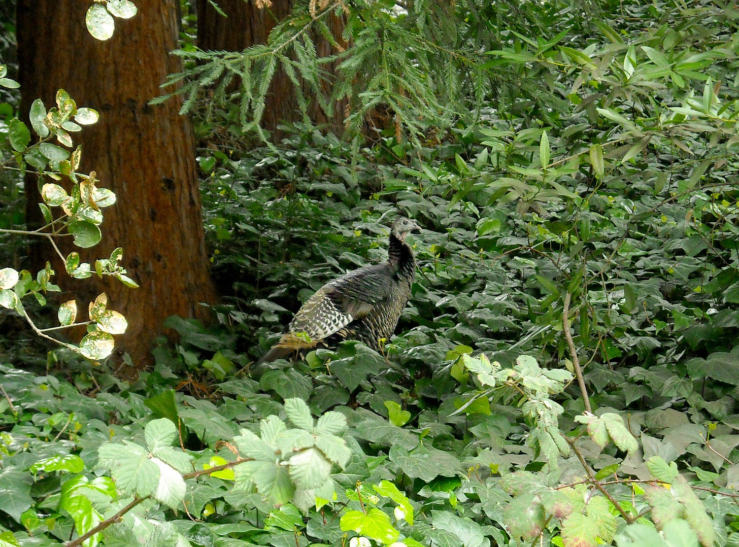 A wild turkey lurking in the bush at Morcom Rose Garden on February 11, 2010. (Image Source: Daniel Ramirez / Creative Commons)