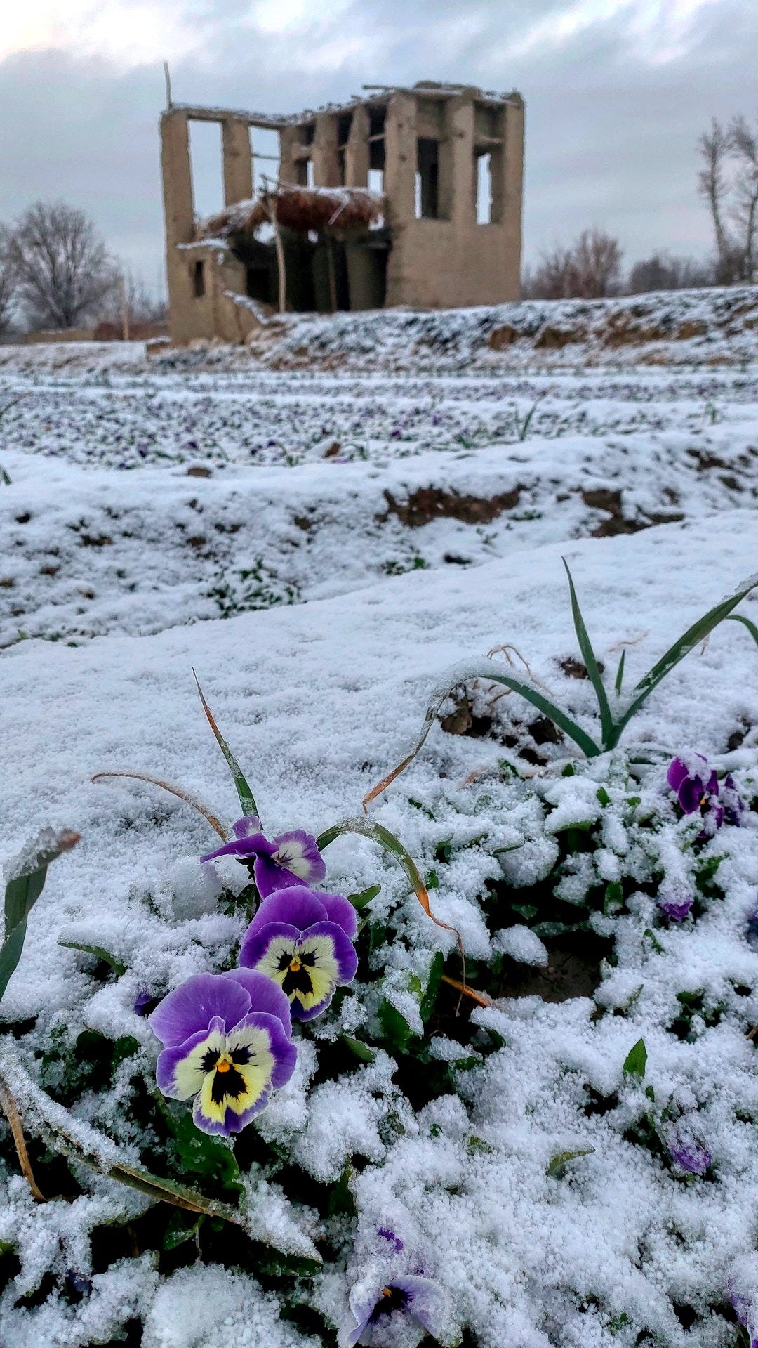 a bunch of flowers that are in the snow
