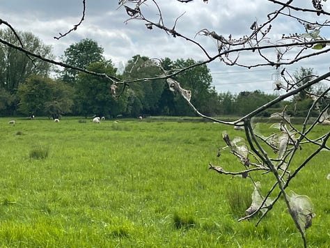 Yellow-brown wormy creatures tangle together; whisps of web hang on twigs, with green grass and trees in the background, and dots of white sheep; a yellow-brown mass of maggoty things on a white background
