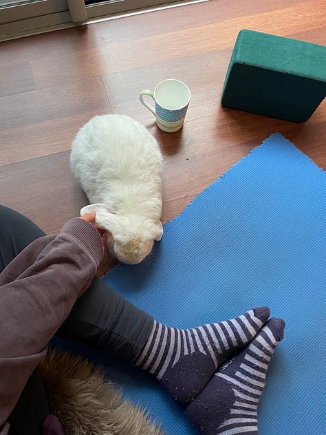 Image 1: Laura in side crow pose with split legs on a blue yoga matt outside on red pavers. Image 2: Black and white image of Laura outside on pavers in child's pose, a brick wall and sliding door in background. Image 3: Laura wearing colourful yoga pants in half lift, outside with a while mug at the top of her blue mat. Image 4: Laura in bambook pose in low light before sunrise in side, a wooden chair and rocking chair in the background. Image 5: Laura sitting on her blue yoga mat patting her white bun Percy on floating floors. Image 6: Laura in red pj pants with legs up the wall.
