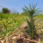 More Than Trees: GSCA Helping Landowners Enhance Their Property and Leave a Legacy