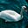SocraticSwansongs's avatar