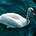 SocraticSwansongs's avatar