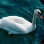 SocraticSwansongs's avatar