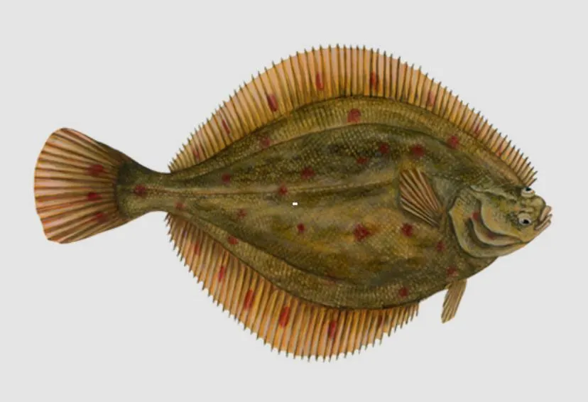 Cod up, Haddock down