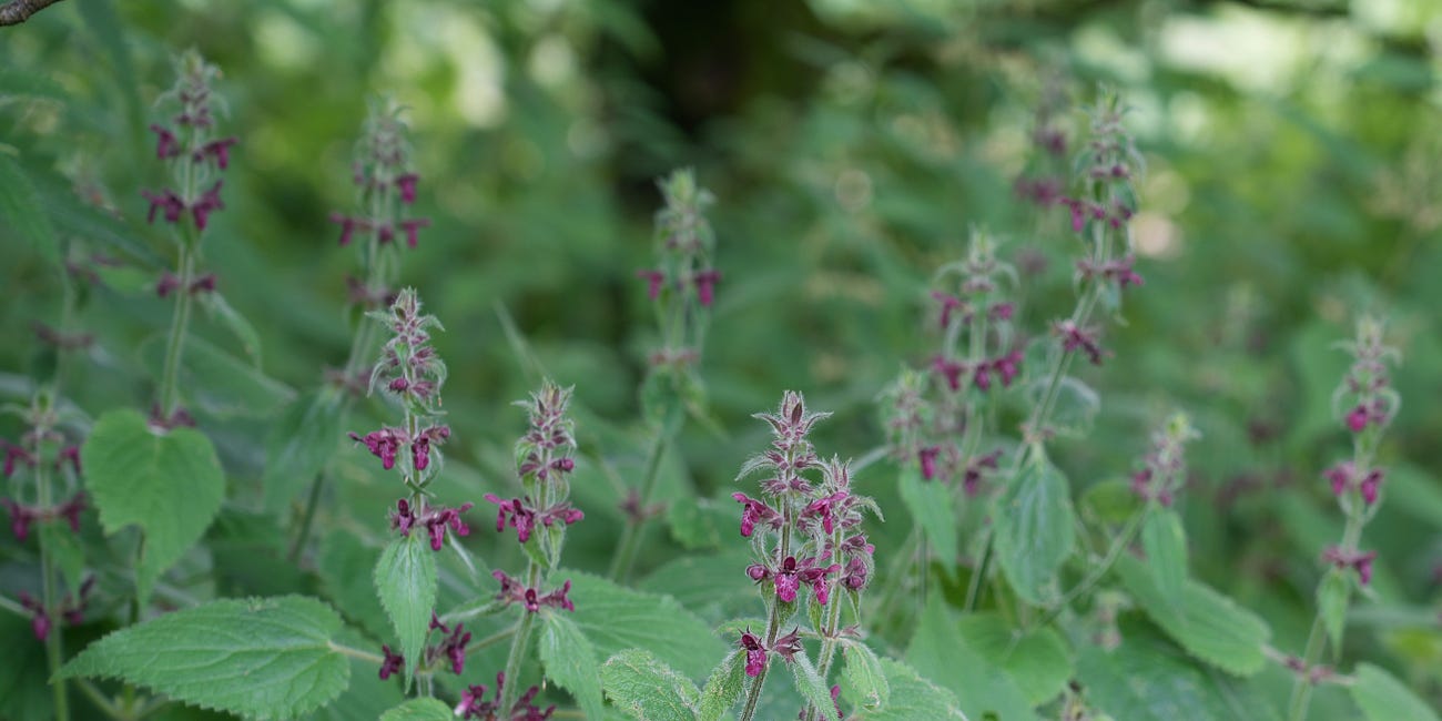 Stachys sylvatica | hedge woundwort