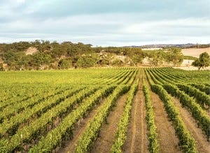 Barossa valley vineyard image from Wine-Searcher.com.