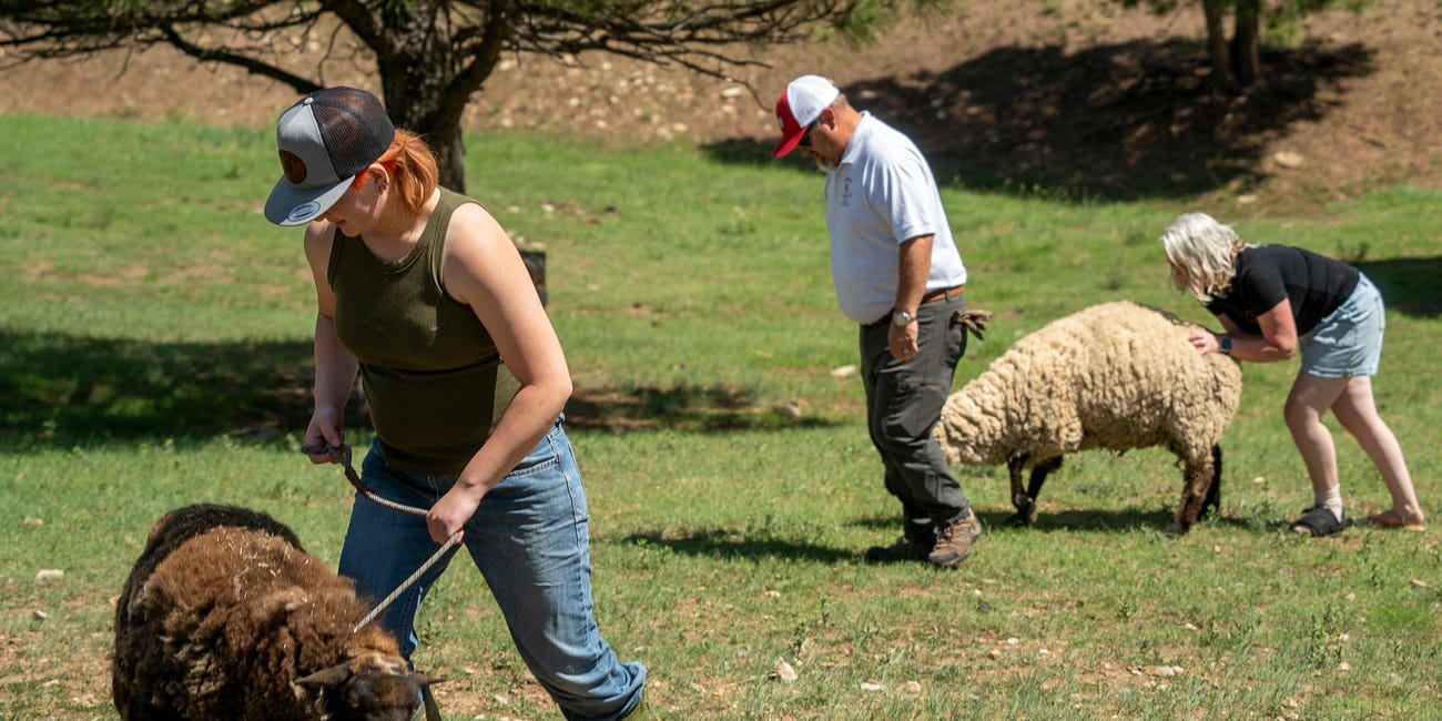 VIDEO: A Second Life for Farm Animals: Little J Ranch