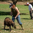 VIDEO: A Second Life for Farm Animals: Little J Ranch