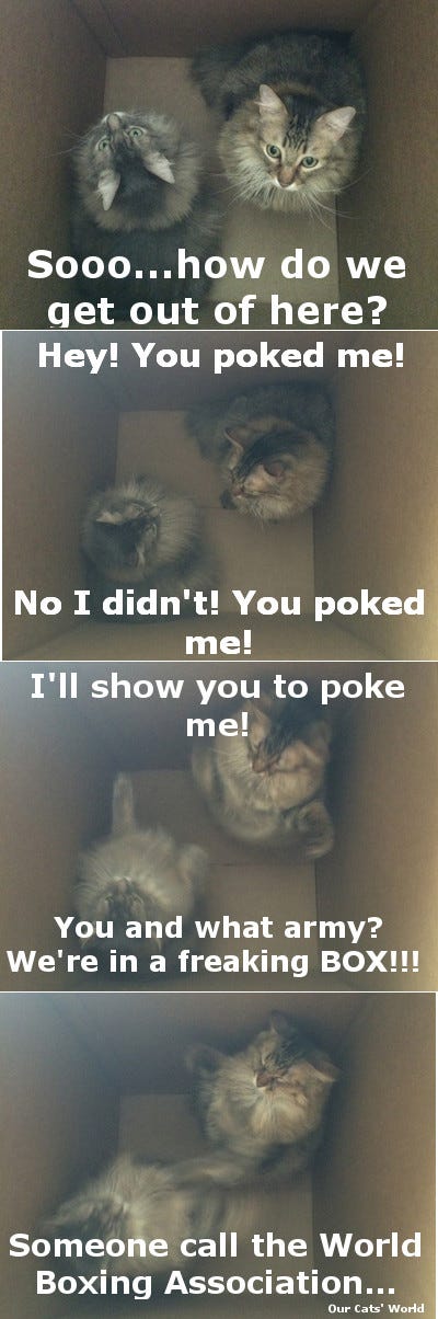 Chase_Kali_In_Box Chase_Kali_In_Box