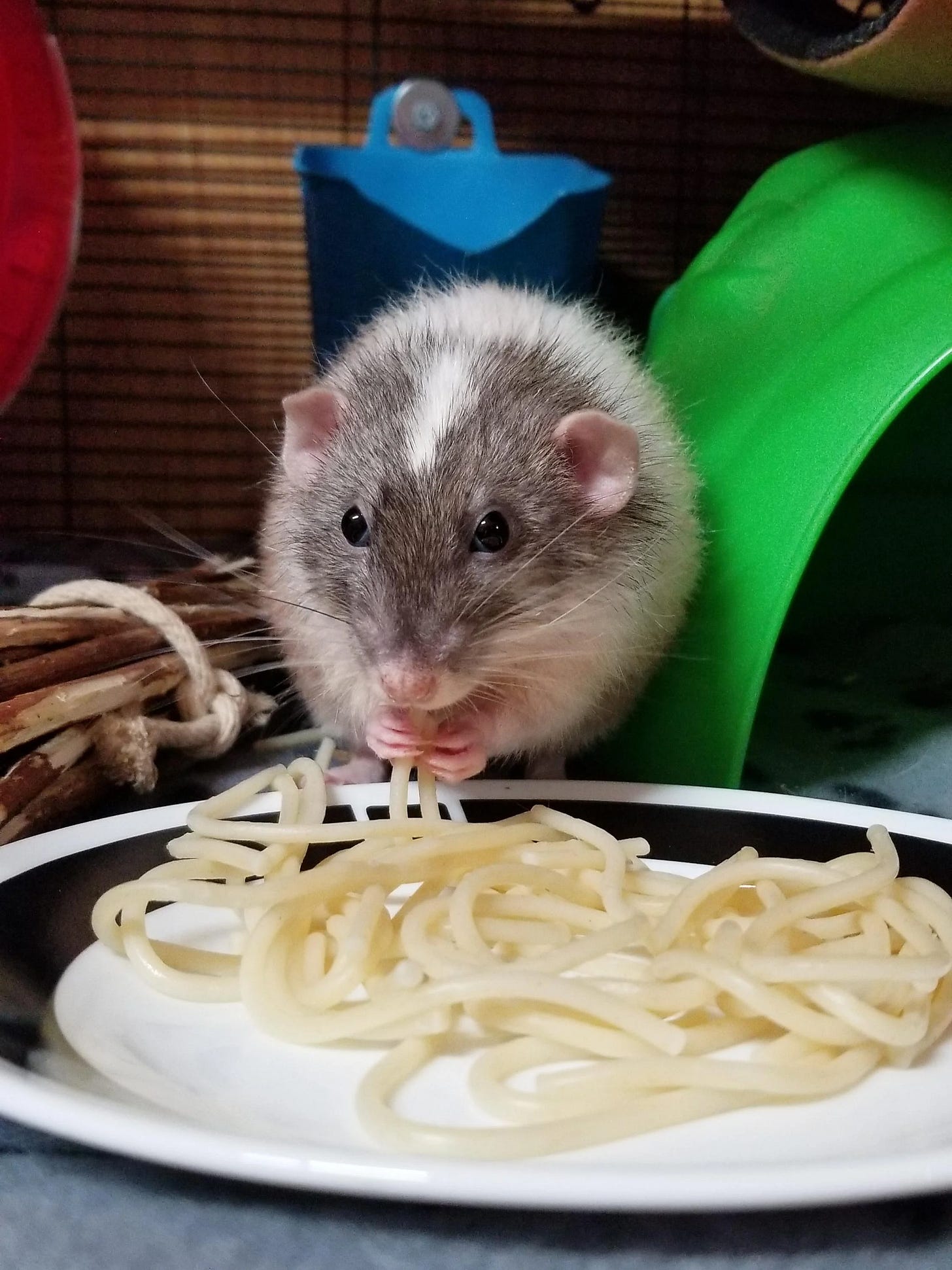 Rato branco com manchas cinza comendo massa de macarrão cozido em um prato. Rato branco com manchas cinza comendo massa de macarrão cozido em um prato.