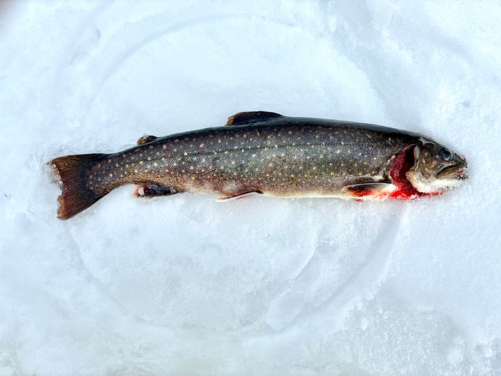 Central Maine Splake Catch and Cook