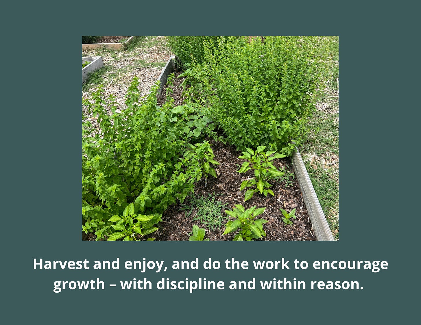 Lemon balm to be trimmed, crabgrass to be removed, and more to be done in the community garden