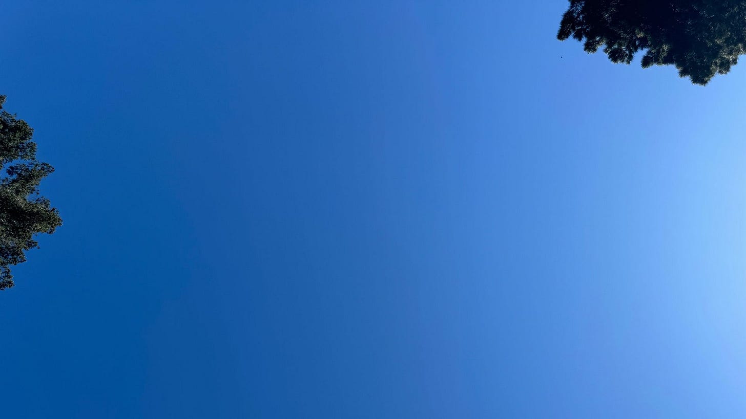 Deep blue sky with a tree on the left and a tree on the right.