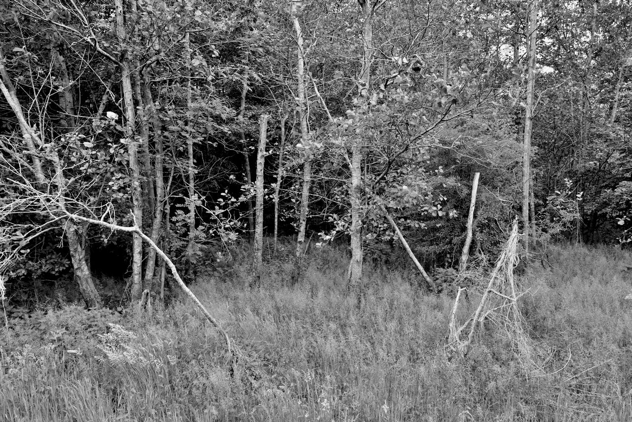 Natur – Sascha Büttner Fotografie