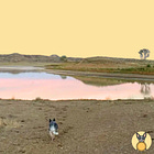 Leash your dog, please (and be nice about it?)