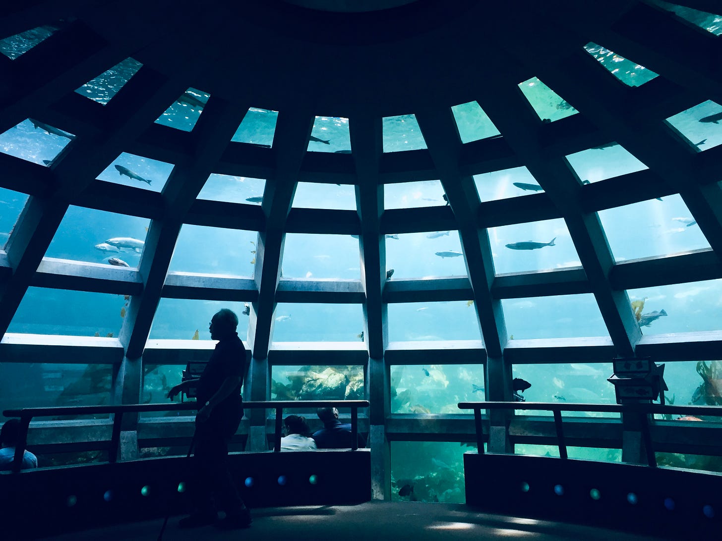 A blue-tinted aquarium