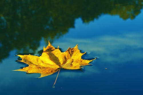 leaf floating on water