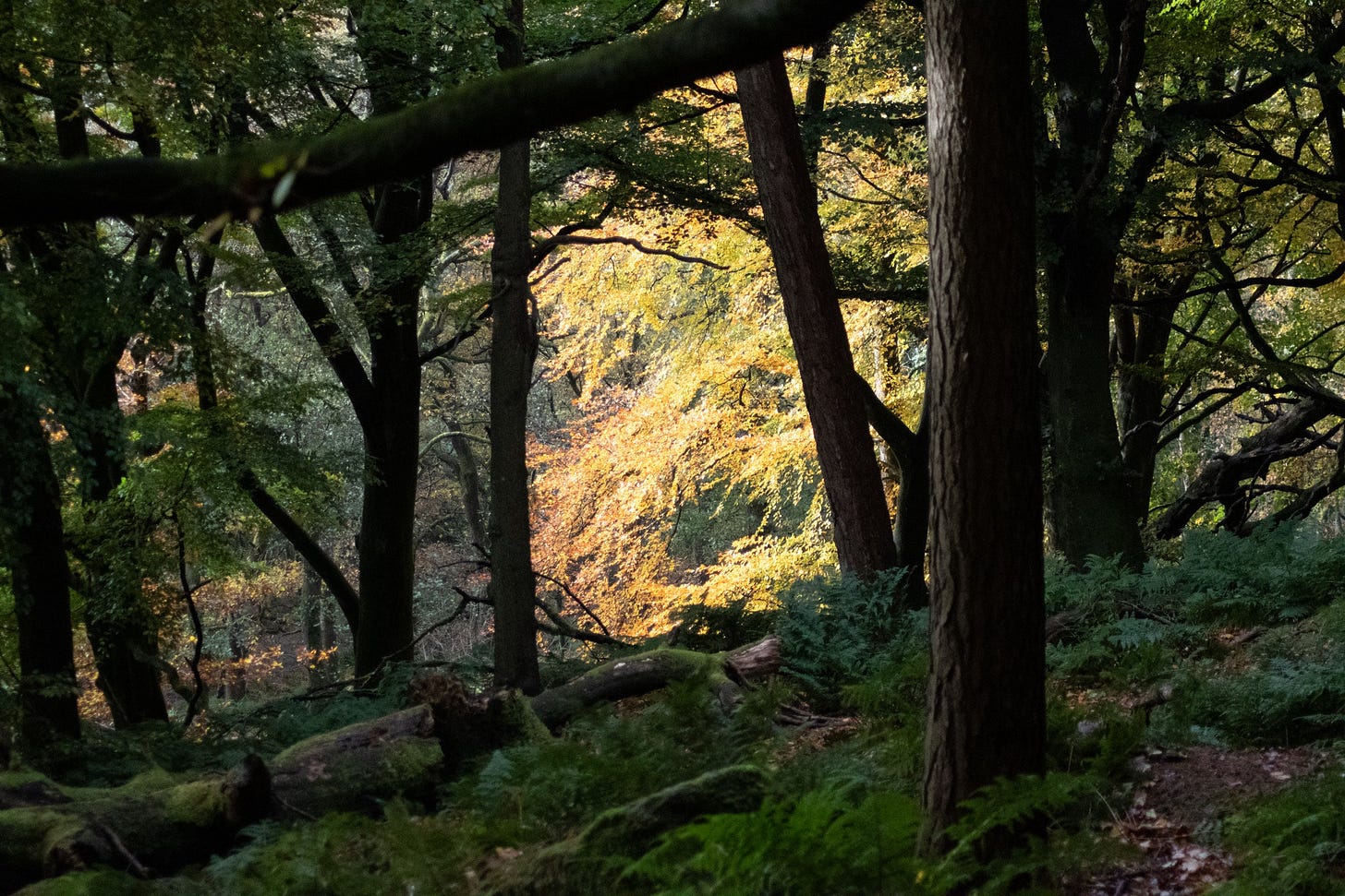 hardcastle crags - foul scout wood
