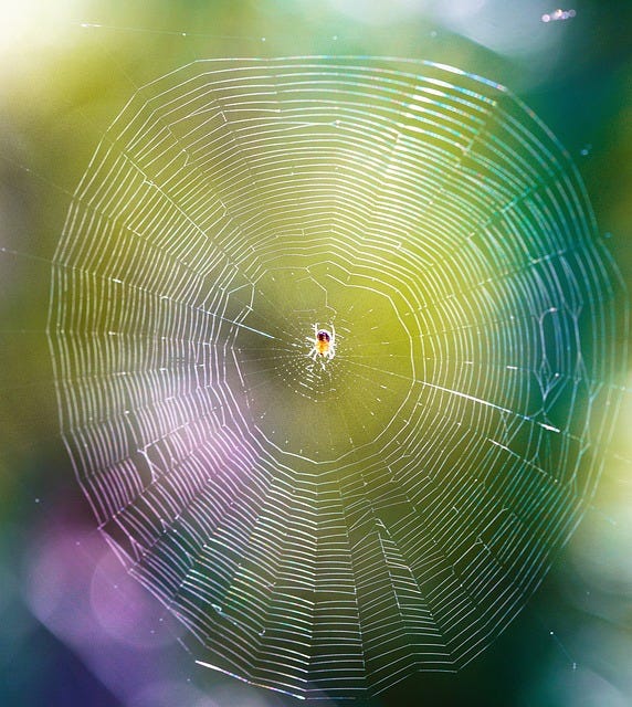A spider's web reflecting purple 