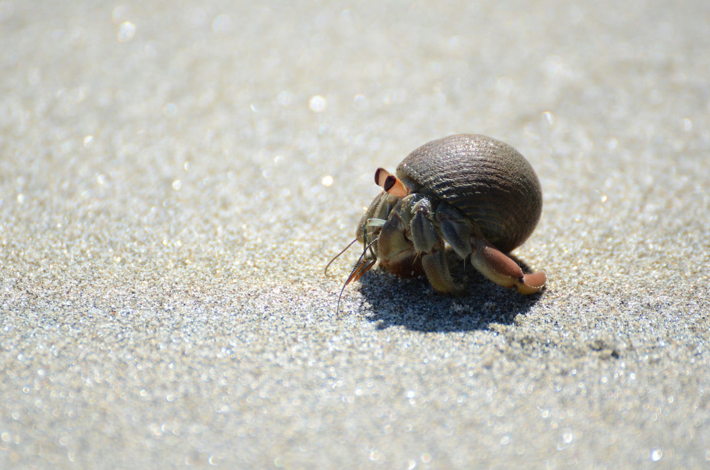 Portrait of a teeny hermit crab making its way across glittering white sand