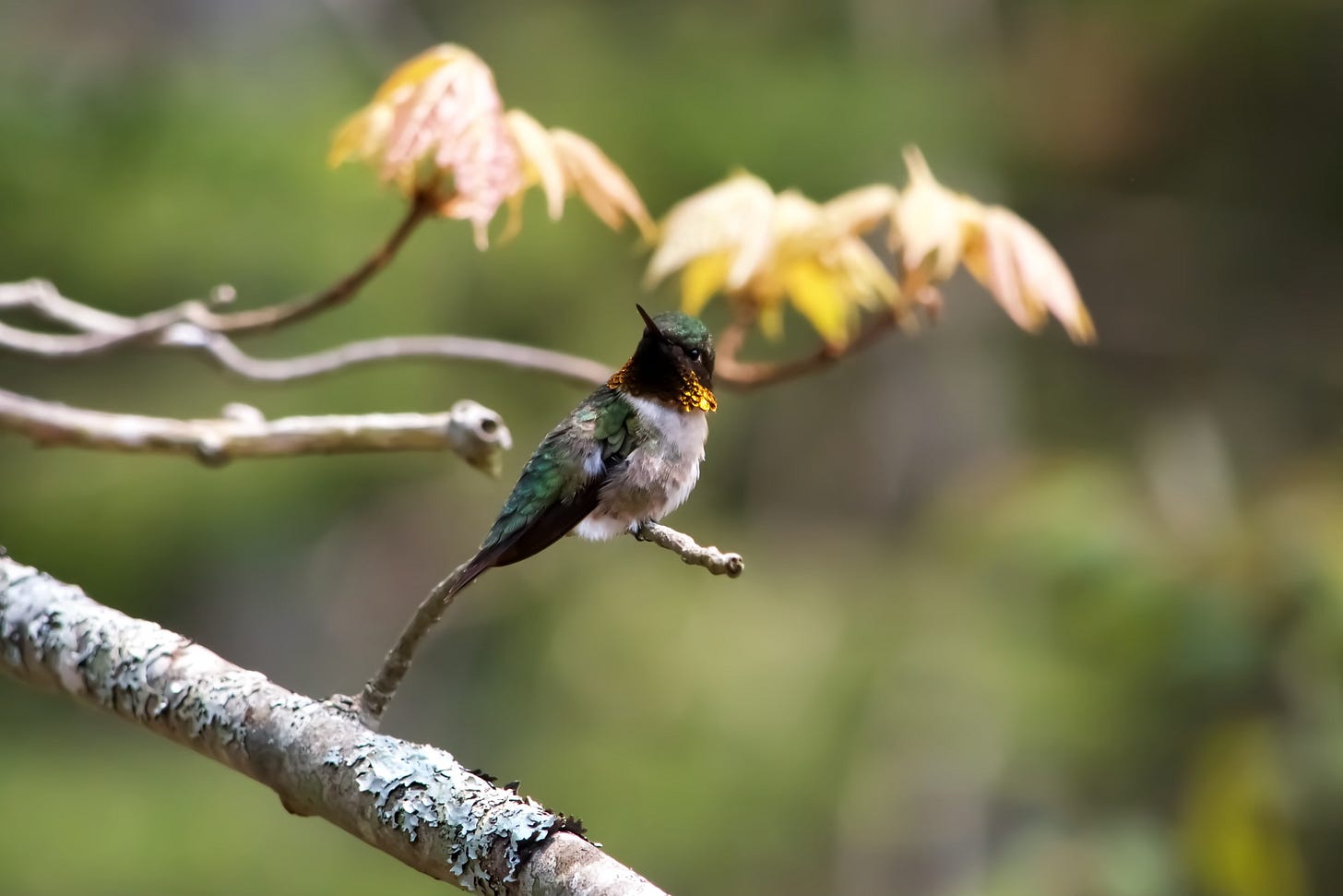 A male Ruby-throated Hummingbird perches on a spring maple branch, his throat flashing a rare gold.