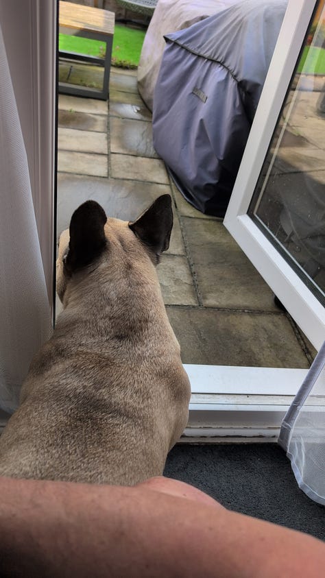 A selection of images from the last week of Leffe my pet Frenchie and Wingman