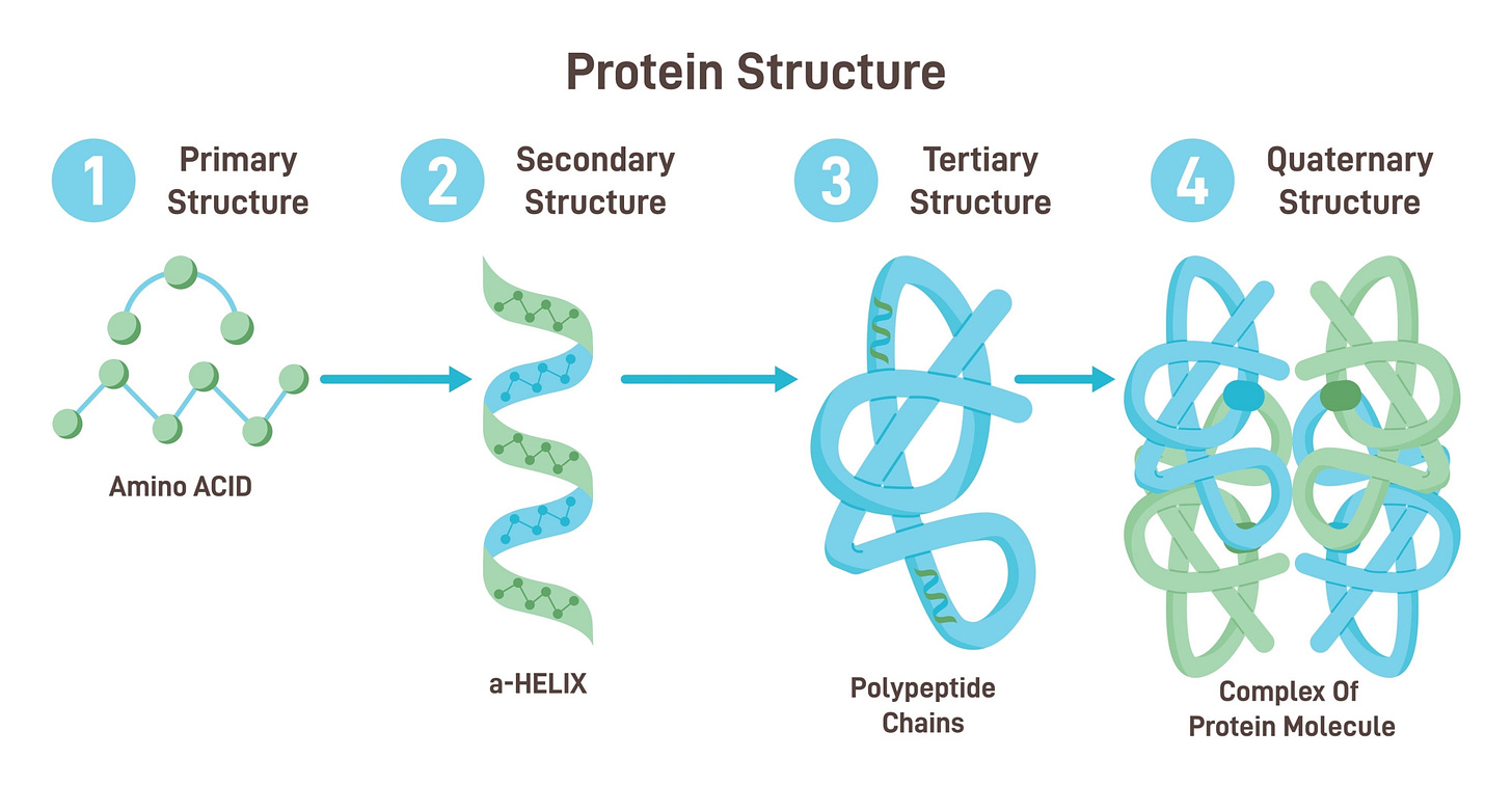 Imagen de the four levels of protein structure showing primary, secondary, tertiary, and quaternary
