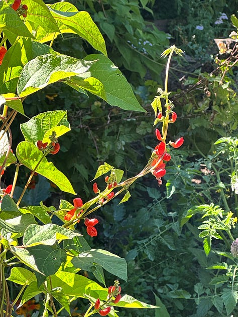 fruit and flowers bloom in the food forest