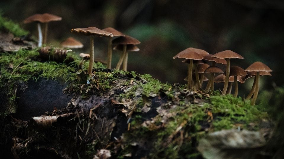 Mushrooms growing out of a log.