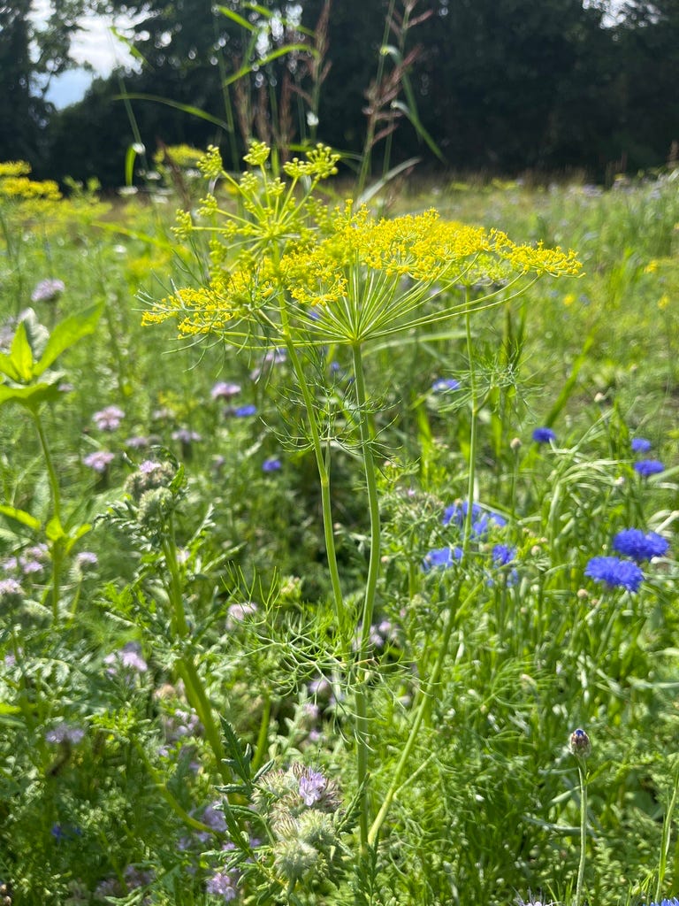 Wild Parsnip