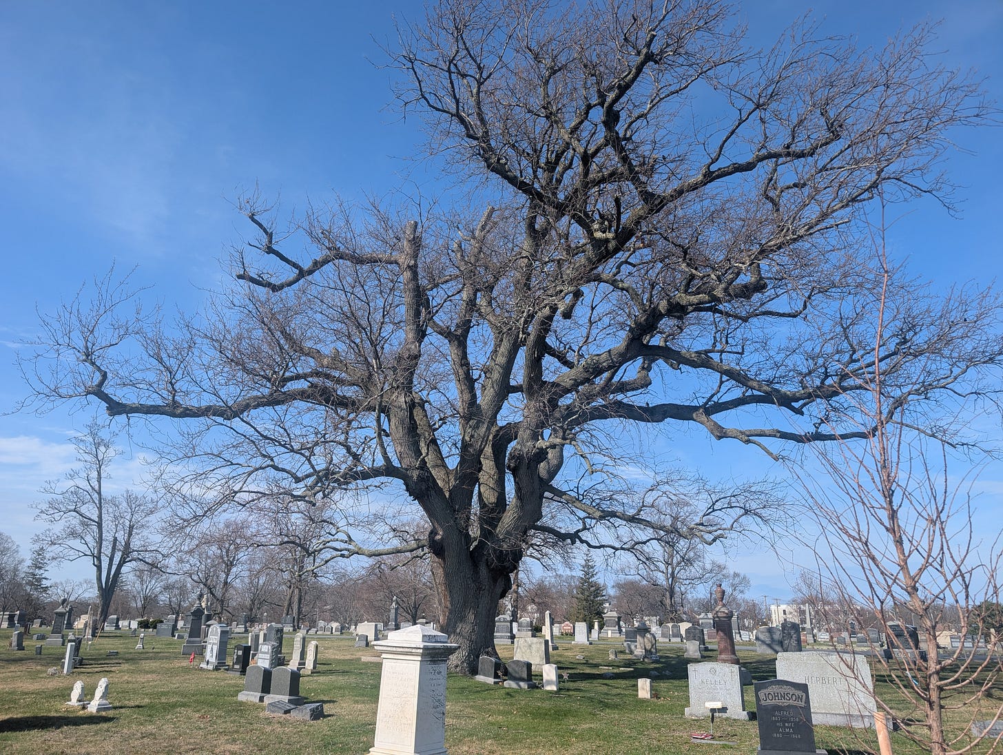 Bare tree reaching toward blue sky in a peaceful cemetery, tombstones scattered beneath its branches on Good Friday