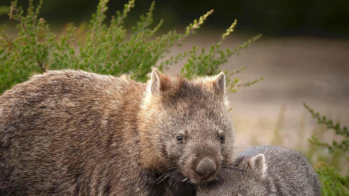 Wombat Stack Tasmania Misfit Mammals Part 2: Wombats, Cube-pooping Bulldozers