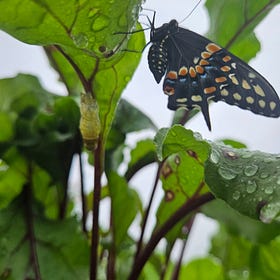 Metamorphosis
