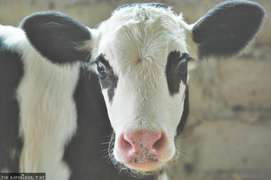 In Sindhuli, dairy gives farmers, especially women, a new hope