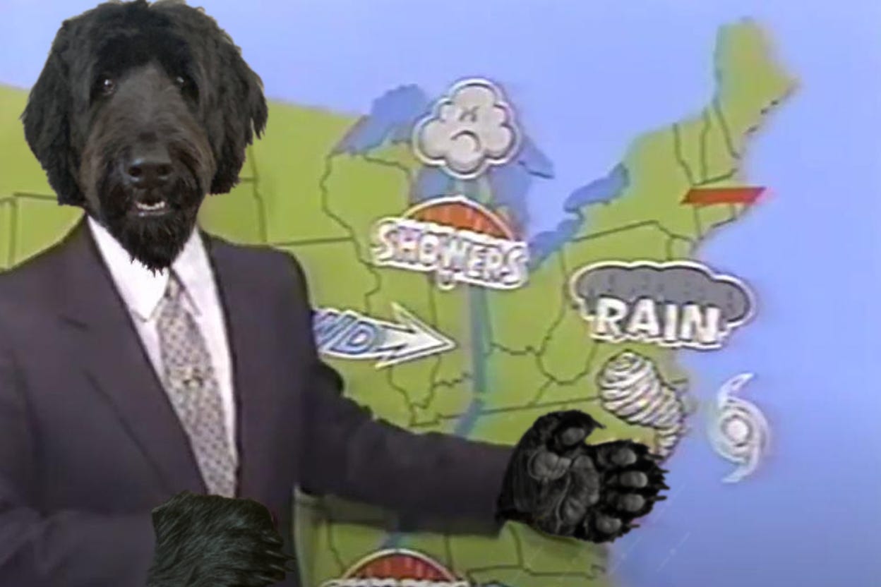 My dumb dog dressed as a weatherman and gosh it's cute