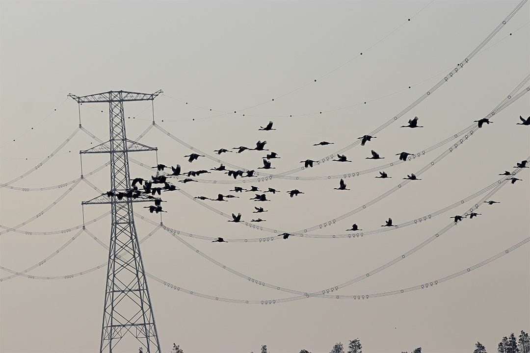 A flock of grey cranes flies over the ultra-high voltage power lines near Poyang Lake in East China’s Jiangxi province on Nov. 16. Photo: Provided by the interviewee