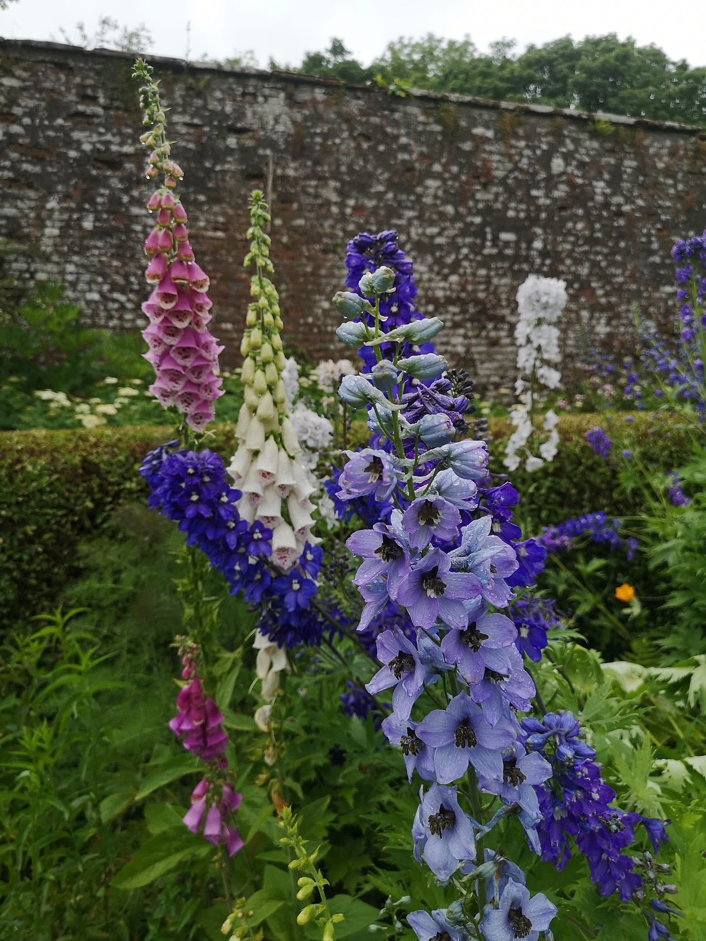 walled garden foxgloves hollyhocks scotland