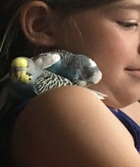 A variety of photos of colorful parakeets