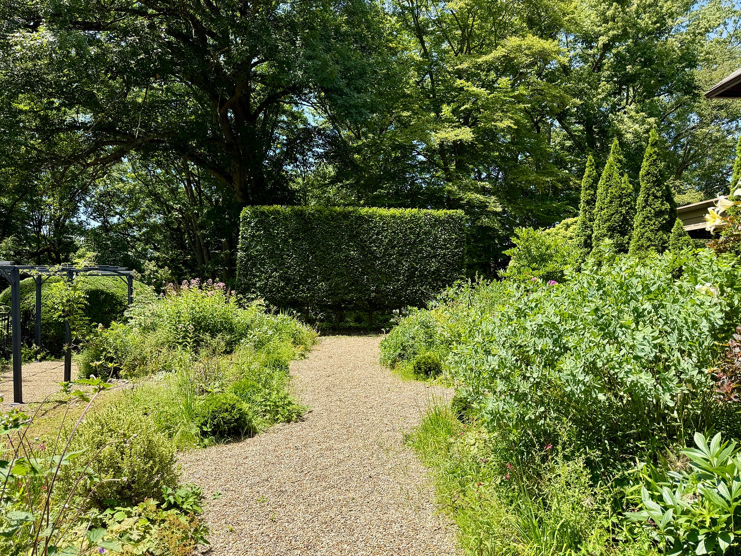 Finished Hornbeam hedge in the Cottage Garden this week. 