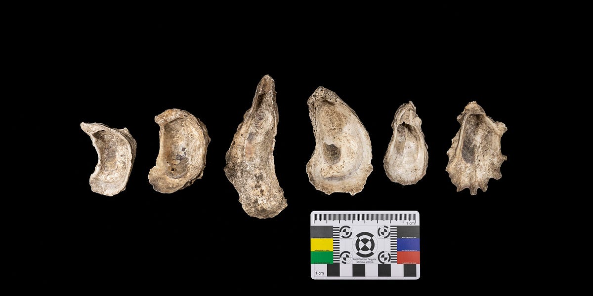 Weaker Shells The Broken Shell Problem - Anthropology.net