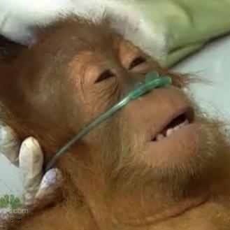 Dying Orangutan | Know Your Meme
