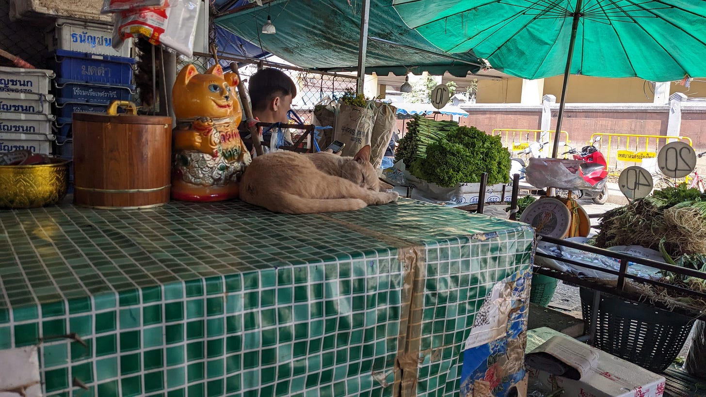 cat napping on table