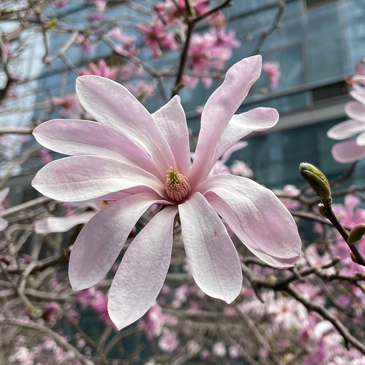 Artwork for The Frugal New Yorker