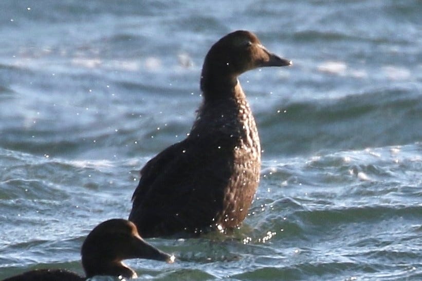 King Eider - Pranav Kumar