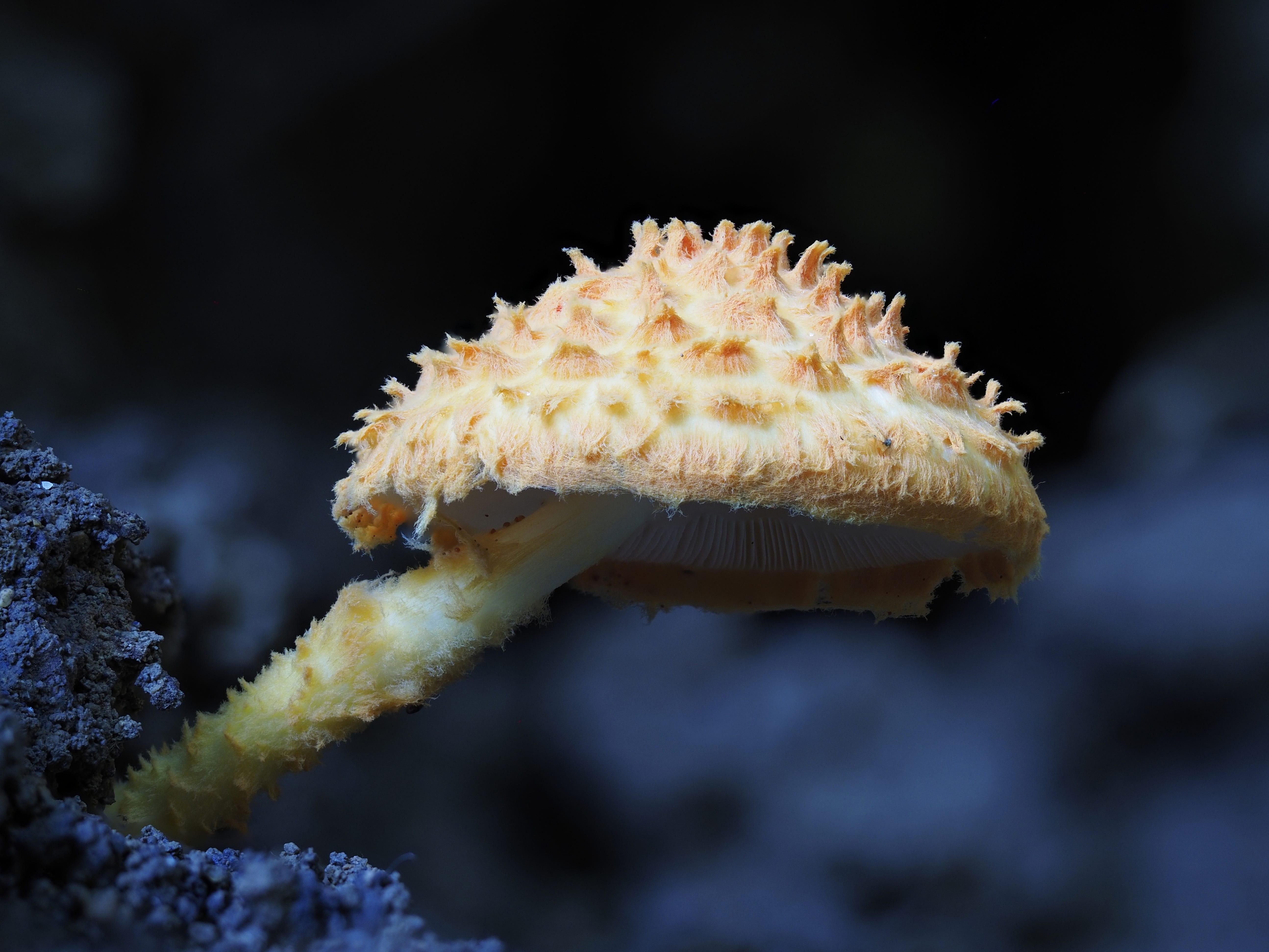 Mushrooms and Monkeys - by Joseph Pallante - Myconeer
