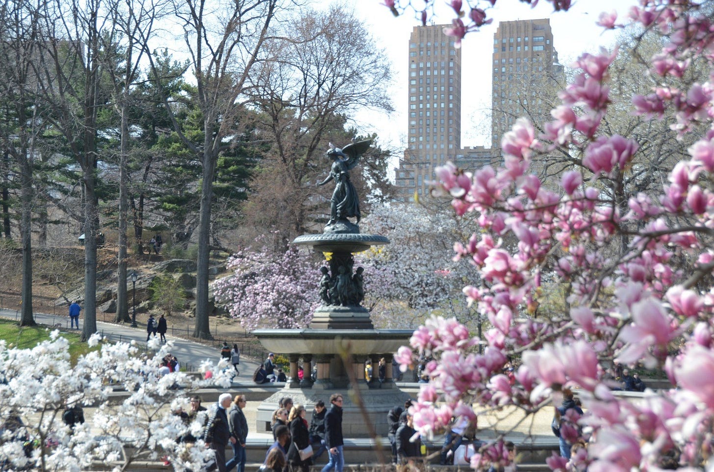 Map of Cherry Blossom Trees in Central Park