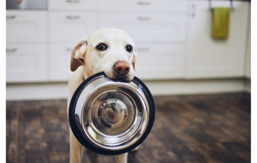 Yellow Laborador retriever holding empty food dish.