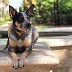 Calm in public: How we started practicing with our dog